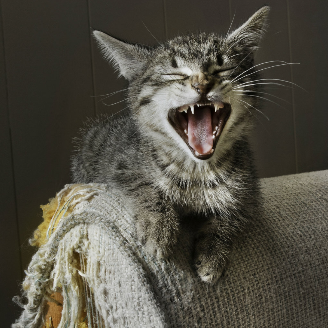 New Furniture vs. Cat Scratch Fever